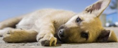 Tierfotografie-Kiel-Perspektive